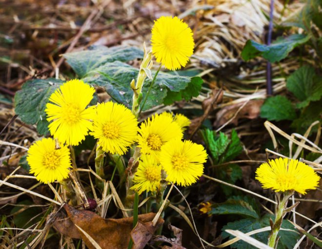 Healing plants, healing weeds, backyard plants, backyard weeds, common weeds, common plants, mullein, yarrow, echinacea, coltsfoot, milk thistle, thistle, tincture, decoction, herbal remedies, home remedies, gallbladder, bleeding, infection, DIY tinctures, herbal tea, herbal healing, healing, herbal medicine, herbs, herb, wild plants