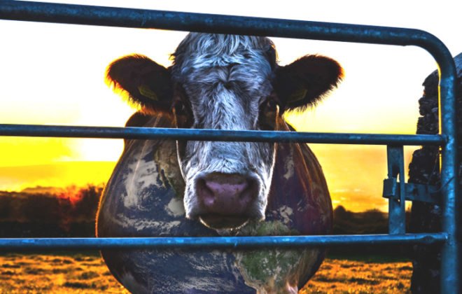 Cowspiracy, Cowspiracy: The Sustainability Secret, factory farming, agriculture, cows, livestock, methane emissions, carbon emissions, water, environmental destruction, habitat loss, vegan, vegetarian, natural resources, documentary, film, meat production