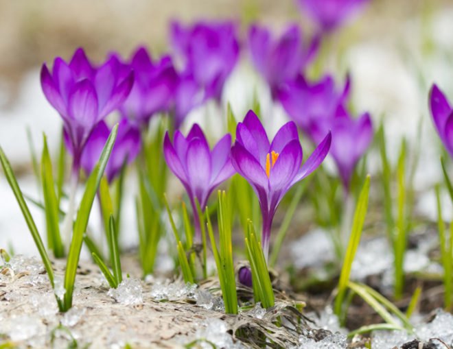 Guerilla gardening, guerrilla gardening, fall gardening, fall garden, autumn gardening, autumn garden, bulbs, flower bulbs, garlic, crocus, snowdrops, daffodils, bluebells, astilbe, spinach, peas, beans