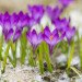 Guerilla gardening, guerrilla gardening, fall gardening, fall garden, autumn gardening, autumn garden, bulbs, flower bulbs, garlic, crocus, snowdrops, daffodils, bluebells, astilbe, spinach, peas, beans