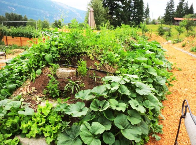 Sandra Burkholder, darfield earthship, tires, old tires, rammed earth, earthship, greywater, graywater, grey water, gray water, hugelkultur, permaculture, sustainable permaculture, permaculture gardening, low impact, low impact house, low-impact, low-impact living, perennials, perennial, perennial garden, raised garden beds, Home Made from Old Tires and Pop Cans, , recycled home, green home, recycled materials, green design, eco design, sustainable design, eco architecture, green architecture