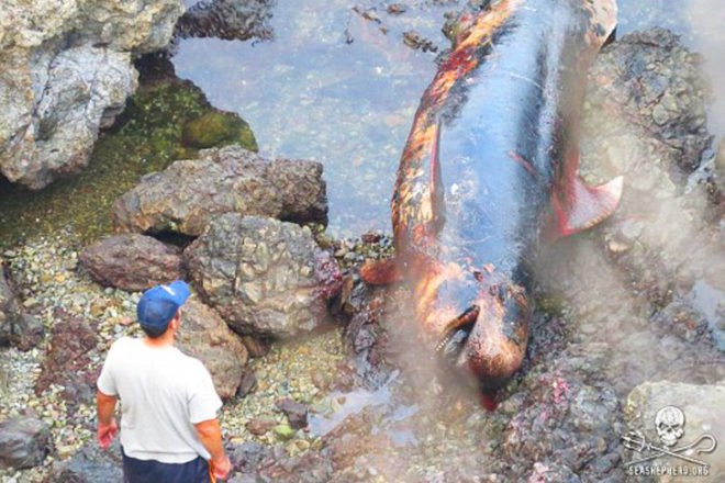 Taiji, taiji cove, Taiji slaughter, taiji slaughter, whales, whale, pilot whale, dolphin, dolphins, taiji whale slaughter, taiji dolphin slaughter, cetaceans, cetacean, baby whale, baby dolphin, stabbing, whale murder, livestream, Sea Shepherd, sea shepherd