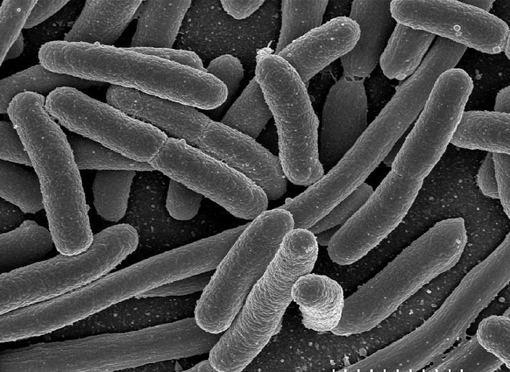 Imperial College London, Escherichia coli, E coli, bacteria, propane, low emission fuels, LPG, science, scientific breakthrough, scientists make propane from E coli bacteria, Patrik Jones