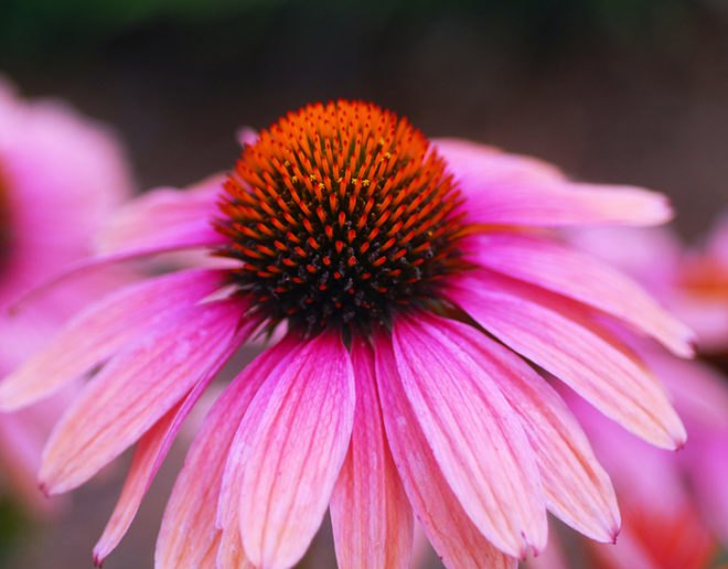 Healing plants, healing weeds, backyard plants, backyard weeds, common weeds, common plants, mullein, yarrow, echinacea, coltsfoot, milk thistle, thistle, tincture, decoction, herbal remedies, home remedies, gallbladder, bleeding, infection, DIY tinctures, herbal tea, herbal healing, healing, herbal medicine, herbs, herb, wild plants