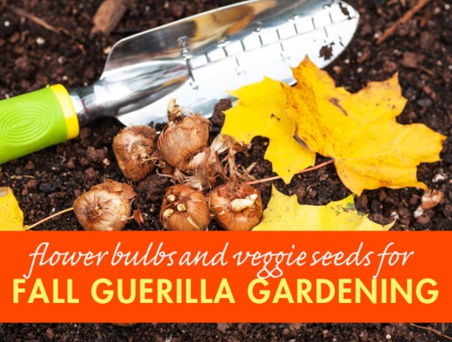 Guerilla gardening, guerrilla gardening, fall gardening, fall garden, autumn gardening, autumn garden, bulbs, flower bulbs, garlic, crocus, snowdrops, daffodils, bluebells, astilbe, spinach, peas, beans