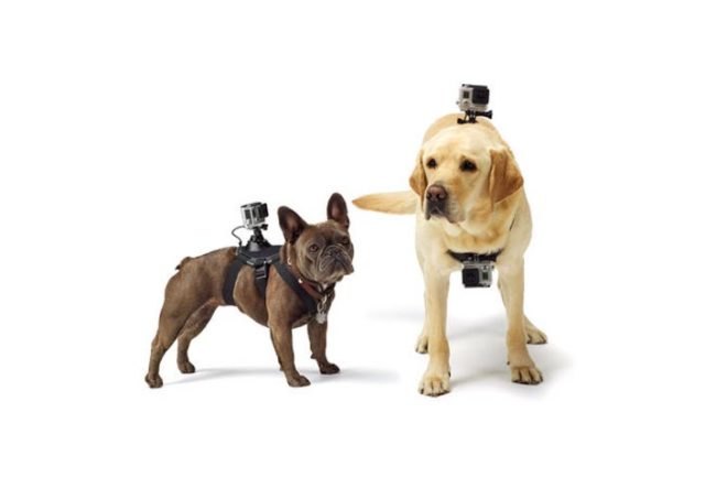 green design, eco design, sustainable design, GoPro Fetch, camera harness for dog, dog' perspective