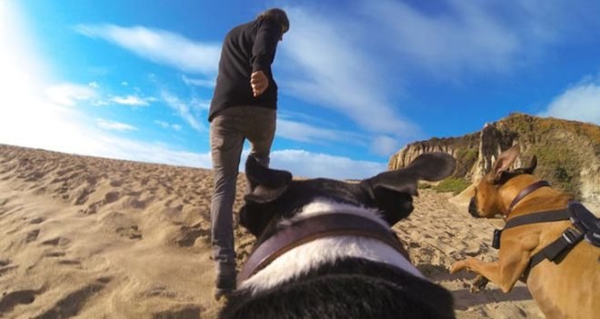 green design, eco design, sustainable design, GoPro Fetch, camera harness for dog, dog' perspective