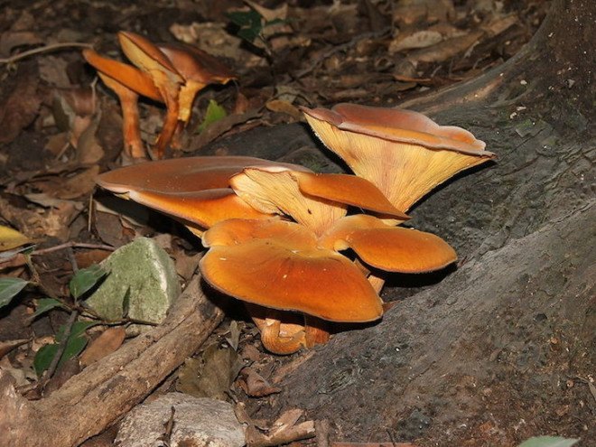 forage, wild mushrooms, hunt for mushrooms, chanterelle mushrooms, golden chanterelle, DIY, chanterelle mushroom recipe, forage in the forest, how to find chanterelles, how to cook chanterelles, chanterelle video, video, DIY video, harvest mushrooms, mycology, hiking, eco-travel, Tafline Laylin