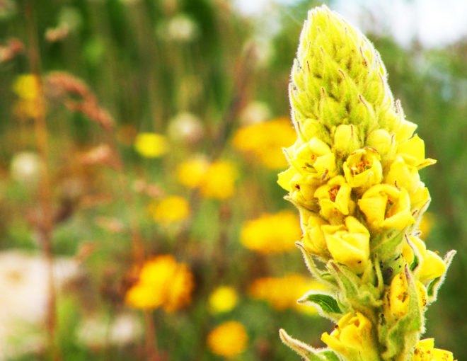 Healing plants, healing weeds, backyard plants, backyard weeds, common weeds, common plants, mullein, yarrow, echinacea, coltsfoot, milk thistle, thistle, tincture, decoction, herbal remedies, home remedies, gallbladder, bleeding, infection, DIY tinctures, herbal tea, herbal healing, healing, herbal medicine, herbs, herb, wild plants