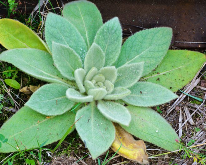 Healing plants, healing weeds, backyard plants, backyard weeds, common weeds, common plants, mullein, yarrow, echinacea, coltsfoot, milk thistle, thistle, tincture, decoction, herbal remedies, home remedies, gallbladder, bleeding, infection, DIY tinctures, herbal tea, herbal healing, healing, herbal medicine, herbs, herb, wild plants