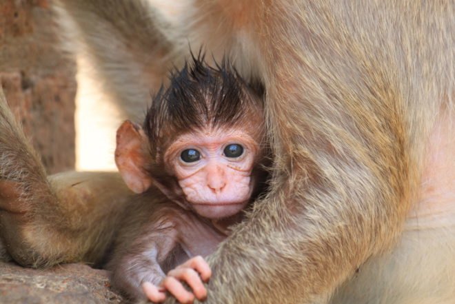 University of Wisconsin, Change.org, petition, Dr. Ned Kalin, animal experiments, depression, cruelty to animals, animal rights, Not In Our name, scientific experiments, science, psychology, psychiatry, fear, terrorize, maternal deprivation, University of Wisconson conducting experiments on baby rhesus macaque monkeys, primates, macaque, animal testing