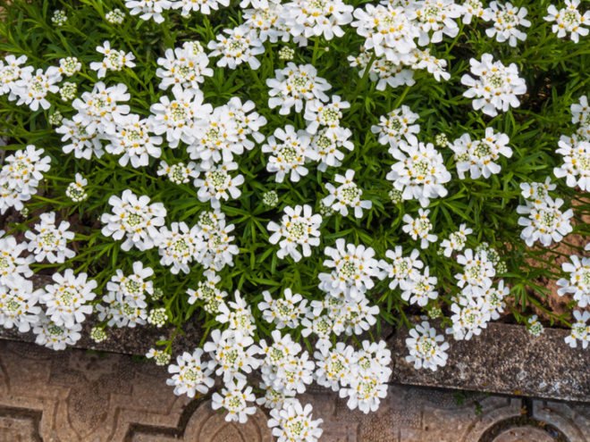 Guerilla gardening, guerrilla gardening, fall gardening, fall garden, autumn gardening, autumn garden, bulbs, flower bulbs, garlic, crocus, snowdrops, daffodils, bluebells, astilbe, spinach, peas, beans