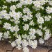 Guerilla gardening, guerrilla gardening, fall gardening, fall garden, autumn gardening, autumn garden, bulbs, flower bulbs, garlic, crocus, snowdrops, daffodils, bluebells, astilbe, spinach, peas, beans
