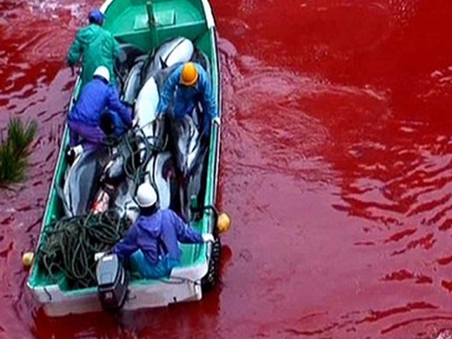 Taiji, taiji cove, Taiji slaughter, taiji slaughter, whales, whale, pilot whale, dolphin, dolphins, taiji whale slaughter, taiji dolphin slaughter, cetaceans, cetacean, baby whale, baby dolphin, stabbing, whale murder, livestream, Sea Shepherd, sea shepherd