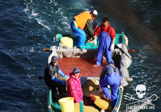 Taiji, taiji cove, Taiji slaughter, taiji slaughter, whales, whale, pilot whale, dolphin, dolphins, taiji whale slaughter, taiji dolphin slaughter, cetaceans, cetacean, baby whale, baby dolphin, stabbing, whale murder, livestream, Sea Shepherd, sea shepherd