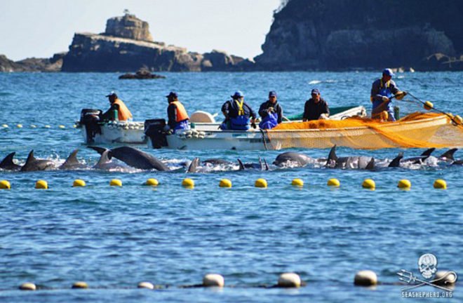 Taiji, taiji cove, Taiji slaughter, taiji slaughter, whales, whale, pilot whale, dolphin, dolphins, taiji whale slaughter, taiji dolphin slaughter, cetaceans, cetacean, baby whale, baby dolphin, stabbing, whale murder, livestream, Sea Shepherd, sea shepherd