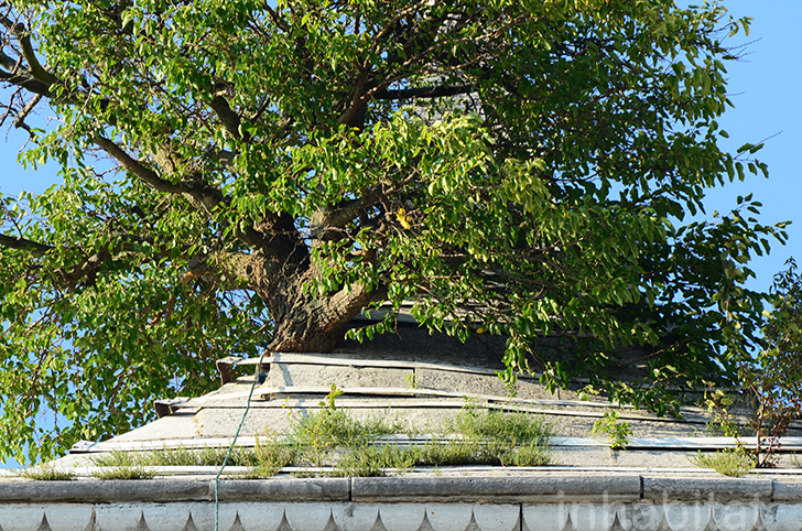 How the Greensburg Tower Tree Has Survived 115 Feet Off the Ground