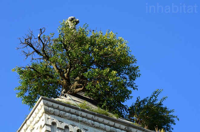 green roof, indiana, greensburg, tree in the tower, tree growing on the roof, greensburg courthouse tree, tower tree, rooftop tree, odd Americana, eco-travel, eco-tourism, tafline laylin