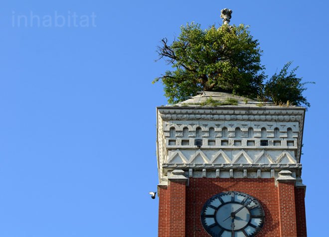 green roof, indiana, greensburg, tree in the tower, tree growing on the roof, greensburg courthouse tree, tower tree, rooftop tree, odd Americana, eco-travel, eco-tourism, tafline laylin