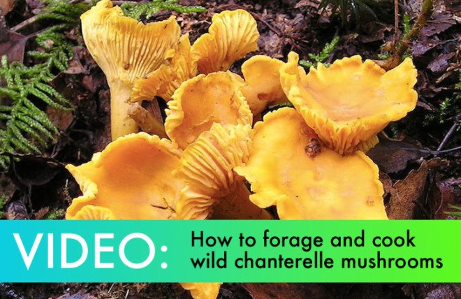 forage, wild mushrooms, hunt for mushrooms, chanterelle mushrooms, golden chanterelle, DIY, chanterelle mushroom recipe, forage in the forest, how to find chanterelles, how to cook chanterelles, chanterelle video, video, DIY video, harvest mushrooms, mycology, hiking, eco-travel, Tafline Laylin