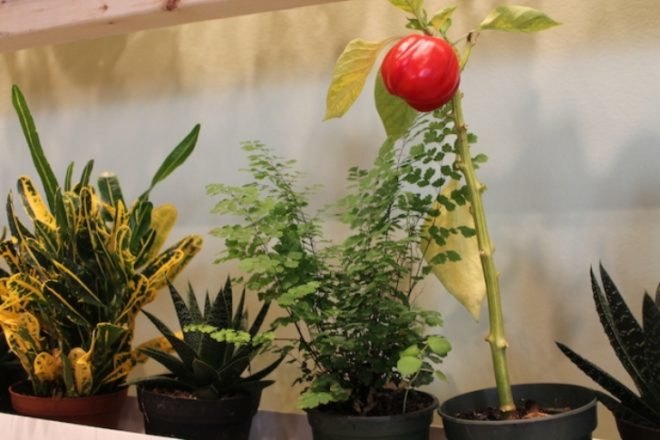 Green Wall, JCC Lobby, Avital Geva, The Greenhouse of Ein Shemer, vertical gardens, alternative farming, NYC green walls, NYC vertical gardens, shmita, Megan Whitman, green walls, hydroponic gardening