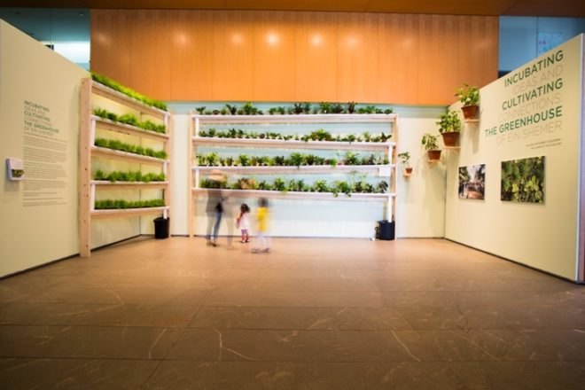 Green Wall, JCC Lobby, Avital Geva, The Greenhouse of Ein Shemer, vertical gardens, alternative farming, NYC green walls, NYC vertical gardens, shmita, Megan Whitman, green walls, hydroponic gardening