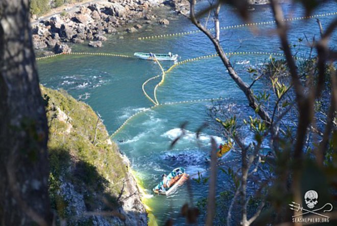Taiji, taiji cove, Taiji slaughter, taiji slaughter, whales, whale, pilot whale, dolphin, dolphins, taiji whale slaughter, taiji dolphin slaughter, cetaceans, cetacean, baby whale, baby dolphin, stabbing, whale murder, livestream, Sea Shepherd, sea shepherd