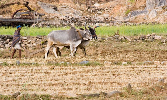 india, farmers, farming, crops, smog, food, security, pollutions, crops, ground, level, ozone, agriculture