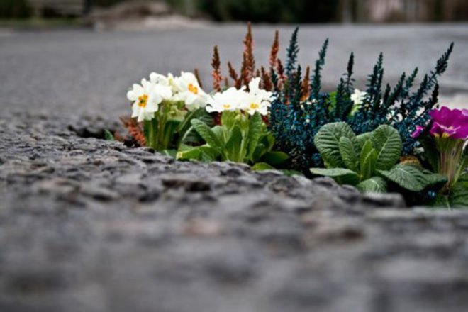 Guerilla gardening, guerrilla gardening, fall gardening, fall garden, autumn gardening, autumn garden, bulbs, flower bulbs, garlic, crocus, snowdrops, daffodils, bluebells, astilbe, spinach, peas, beans