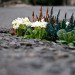 Guerilla gardening, guerrilla gardening, fall gardening, fall garden, autumn gardening, autumn garden, bulbs, flower bulbs, garlic, crocus, snowdrops, daffodils, bluebells, astilbe, spinach, peas, beans