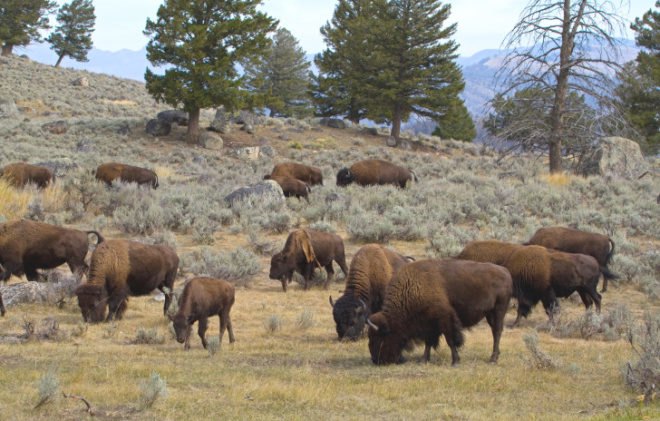 bison, buffalo, Yellowstone National Park, animal cull, hunting, Montana, Wyoming, Idaho, population control, American Indian traditional hunting, traditional food sources, wild animals, herbivores, national park management,