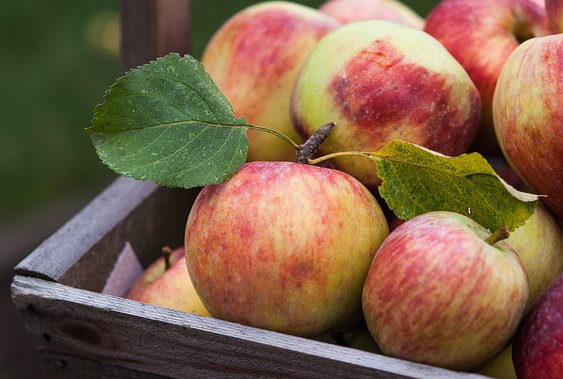 recipe, cooking, camping, grill, campfire, dessert, fire, fall, cozy, autumn, how-to
