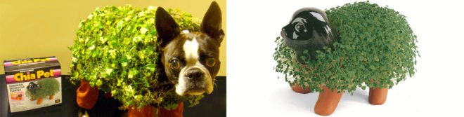chia pet dog costume, halloween, halloween dog costume, eco costume, diy halloween costume, green design, sustainable design, green halloween, green halloween costume contest