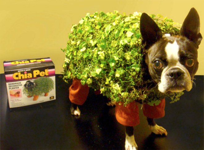 chia pet dog costume, halloween, halloween dog costume, eco costume, diy halloween costume, green design, sustainable design, green halloween, green halloween costume contest