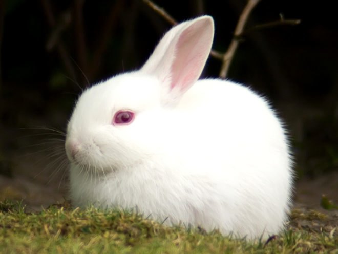 animal testing, cosmetics, cruelty free, animals, India, India bans imports of animal tested cosmetics, PETA, Humane Society International, animal rights, animal welfare, policy