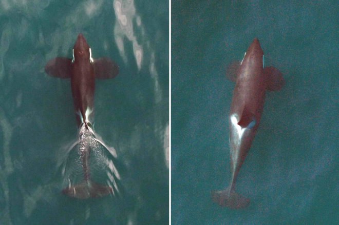 killer whale, orca, northern resident killer whale, whales, Canada, British Columbia, NOAA Fsheries, Vancouver Aquarium, hexacopter, drone, unmanned aerial vehicle, scientists film killer whales using drone