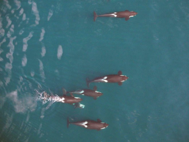 killer whale, orca, northern resident killer whale, whales, Canada, British Columbia, NOAA Fsheries, Vancouver Aquarium, hexacopter, drone, unmanned aerial vehicle, scientists film killer whales using drone