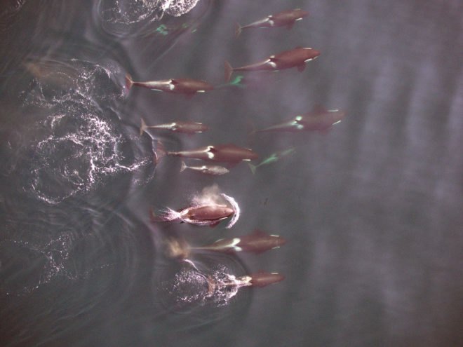 killer whale, orca, northern resident killer whale, whales, Canada, British Columbia, NOAA Fsheries, Vancouver Aquarium, hexacopter, drone, unmanned aerial vehicle, scientists film killer whales using drone