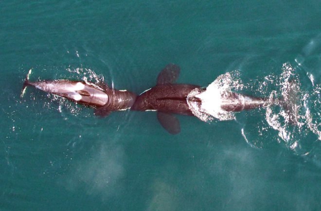 killer whale, orca, northern resident killer whale, whales, Canada, British Columbia, NOAA Fsheries, Vancouver Aquarium, hexacopter, drone, unmanned aerial vehicle, scientists film killer whales using drone
