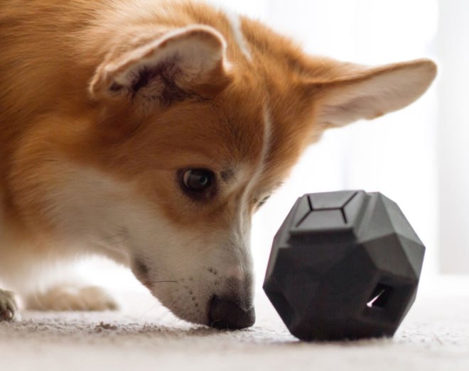 The Odin, Odin, dog toy, toy, dog toys, toys, puzzle toy, puzzle toys, puzzle dog toy, Odin puzzle, kickstarter, Kickstarter, dog toy kickstarter, eco-friendly dog toy
