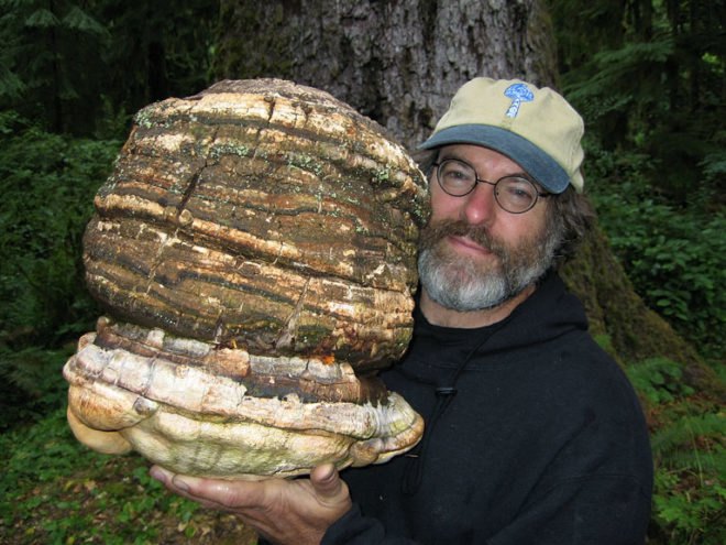agarikon, mushroom, fungi, fungus, stamets, disease, treatment, old growth forest, tuberculosis, arthristis, swine ful, bird flu,