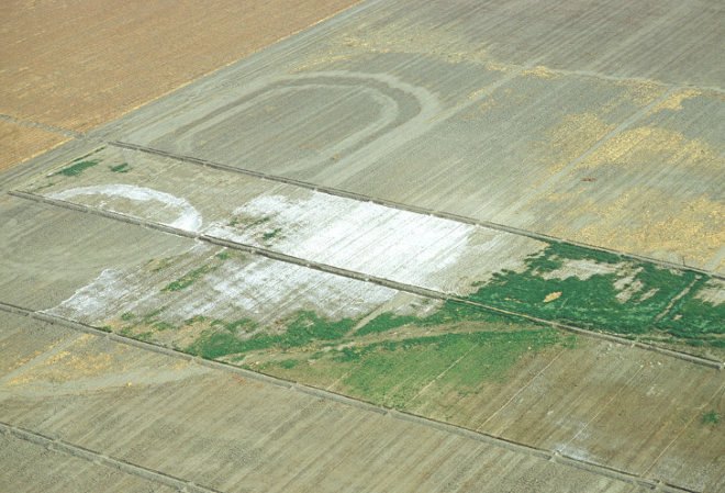 salt, salinity, agriculture, United Nations, report, study, United Nations University, economic impact of salinity, loss of farm land to salt, global development, water issues, irrigation, farming, farm land