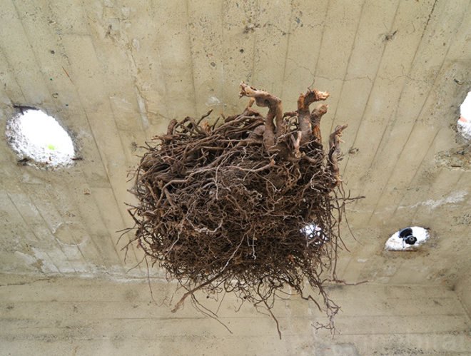 Tree Root Chandelier, San Francisco Concrete House, Mission District Concrete House, Shotwell Street Home, Todd Davis Architecture, Shotwell Residence, green renovation, sustainable architecture, green architecture, sustainable design, green design, aia SF, architecture and the city festival, home tours, green building, san francisco, mission district