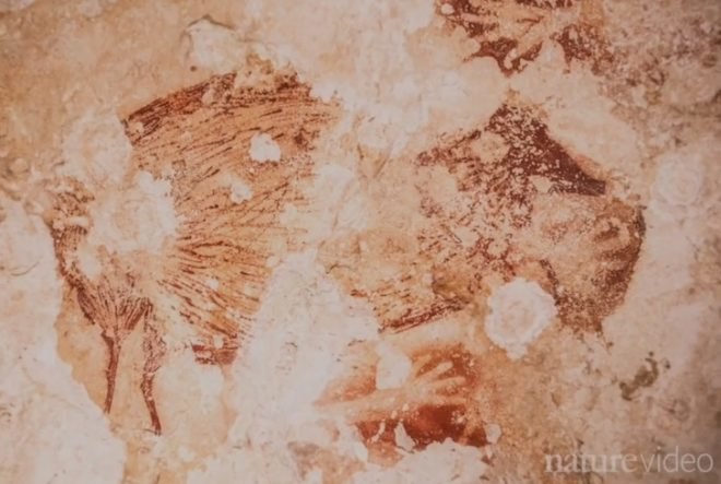 Ancient art, Indonesia, Sulawesi, art discovery, birthplace of art, el Castillo, limestone caves, cave paintings, cave art, pig deer
