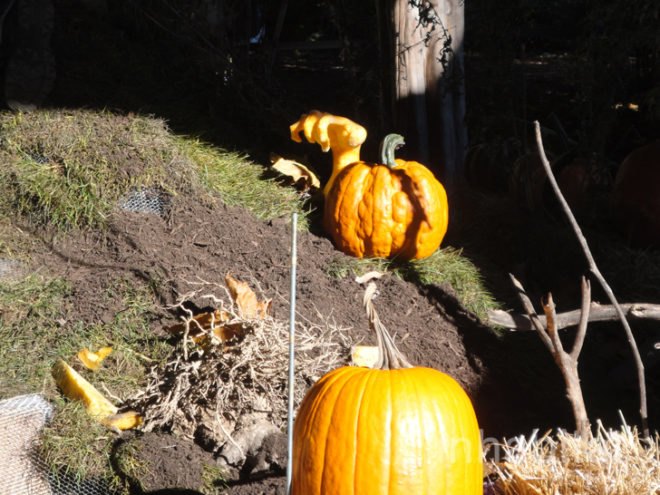 green design, eco design, sustainable design, Ray Villafane, carved pumpkins, New York Botanical Garden, Halloween, Bronx