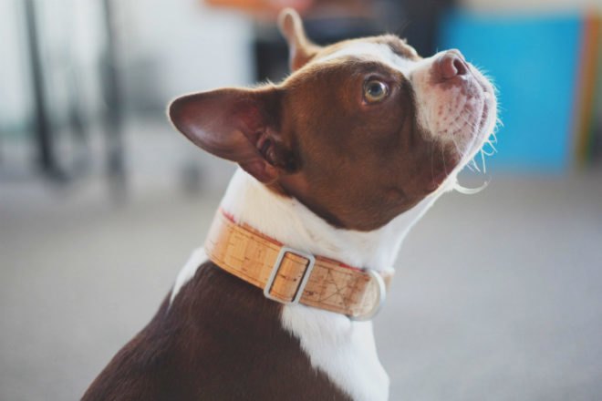 ALU Collar-Mema Pets