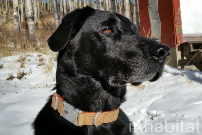 ALU Collar, Mema Pets, dog collar, hemp collar, cork collar, vegan collar, vegan dog collar, pet collar