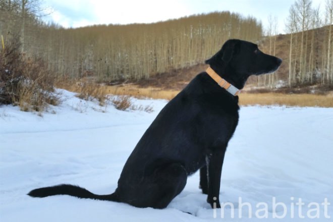 ALU Collar, Mema Pets, dog collar, hemp collar, cork collar, vegan collar, vegan dog collar, pet collar