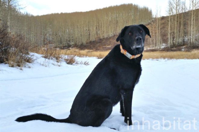 ALU Collar, Mema Pets, dog collar, hemp collar, cork collar, vegan collar, vegan dog collar, pet collar