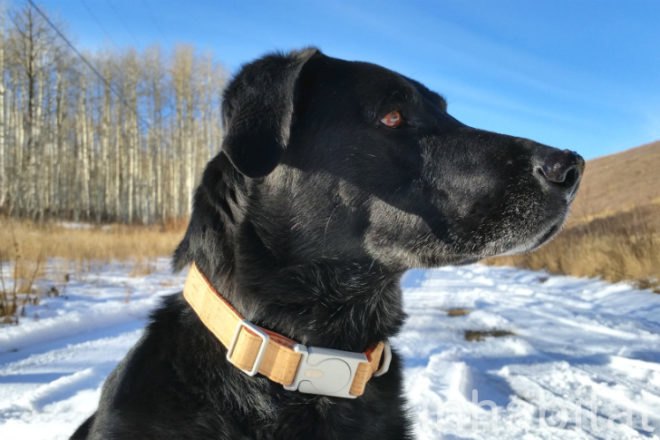 ALU Collar, Mema Pets, dog collar, hemp collar, cork collar, vegan collar, vegan dog collar, pet collar